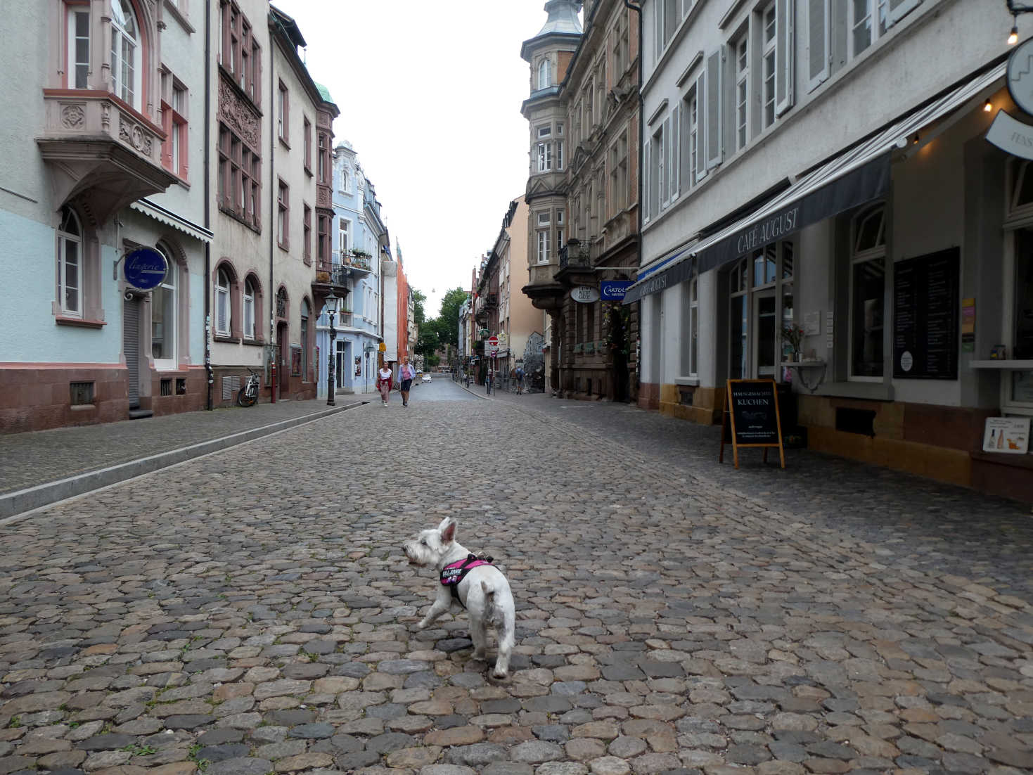 Poppy the westie explores Freiburg