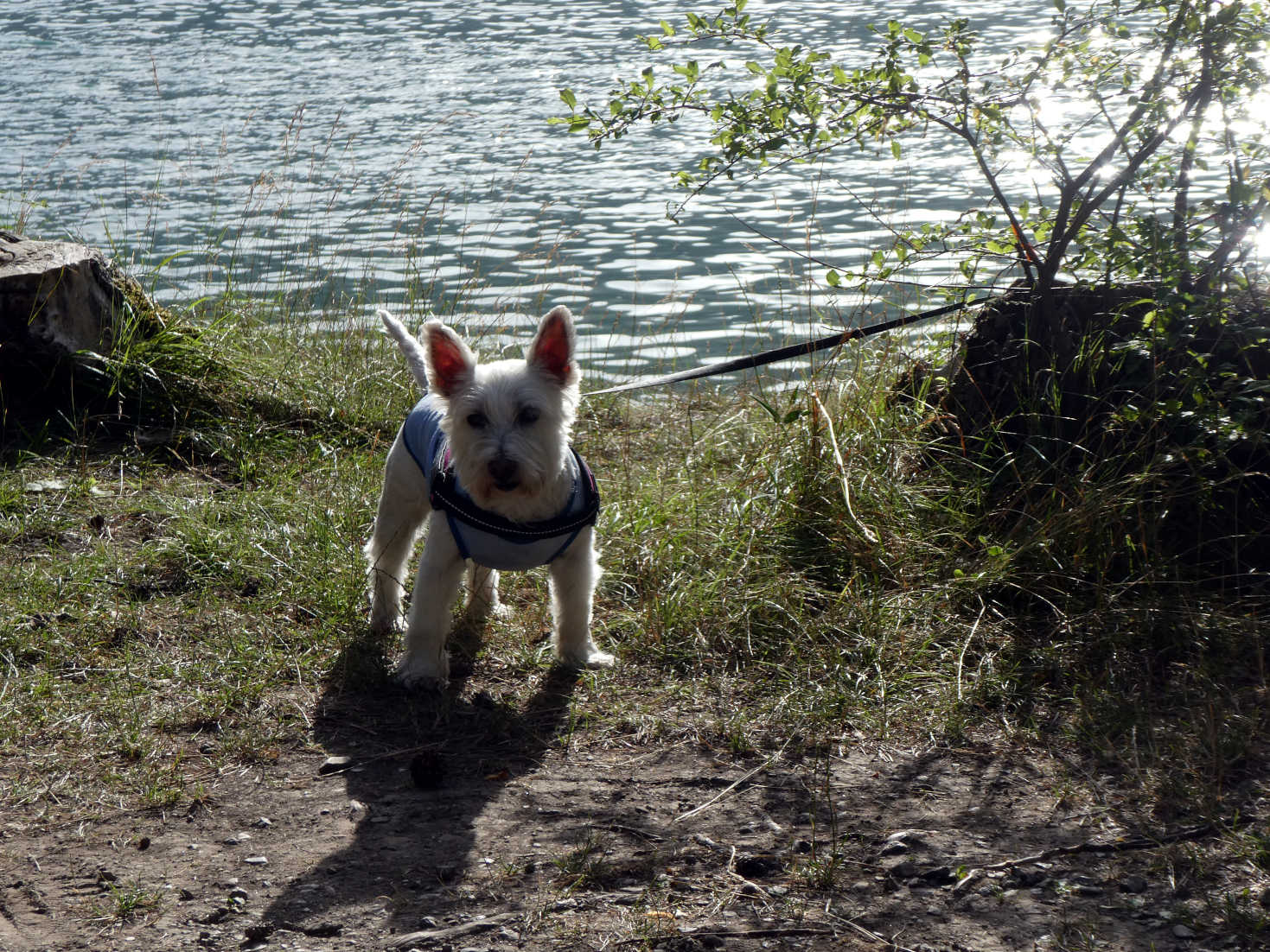 Poppy the westie explores camp at Vantone