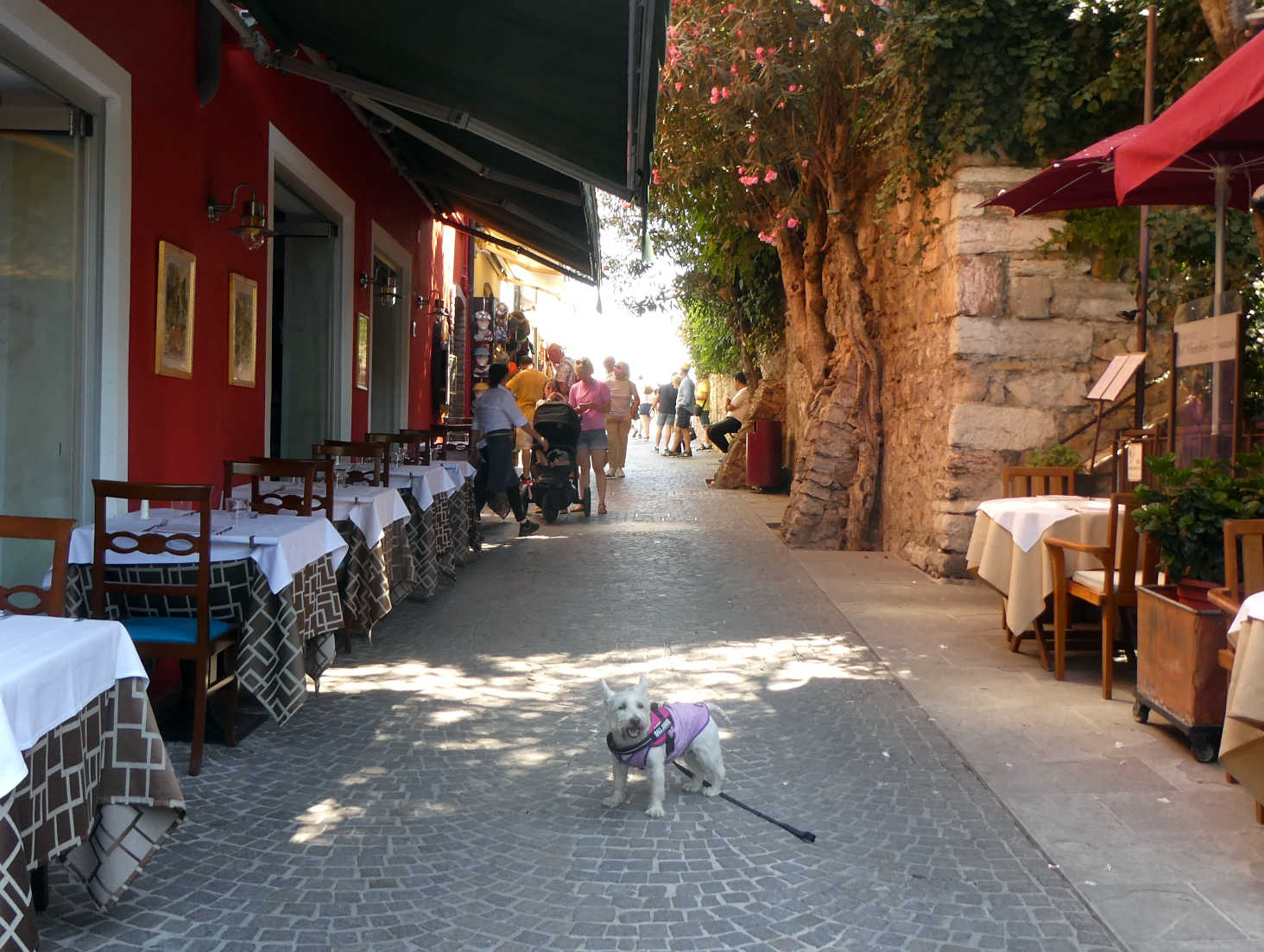 Poppy the westie explores lunch options at Sirmione