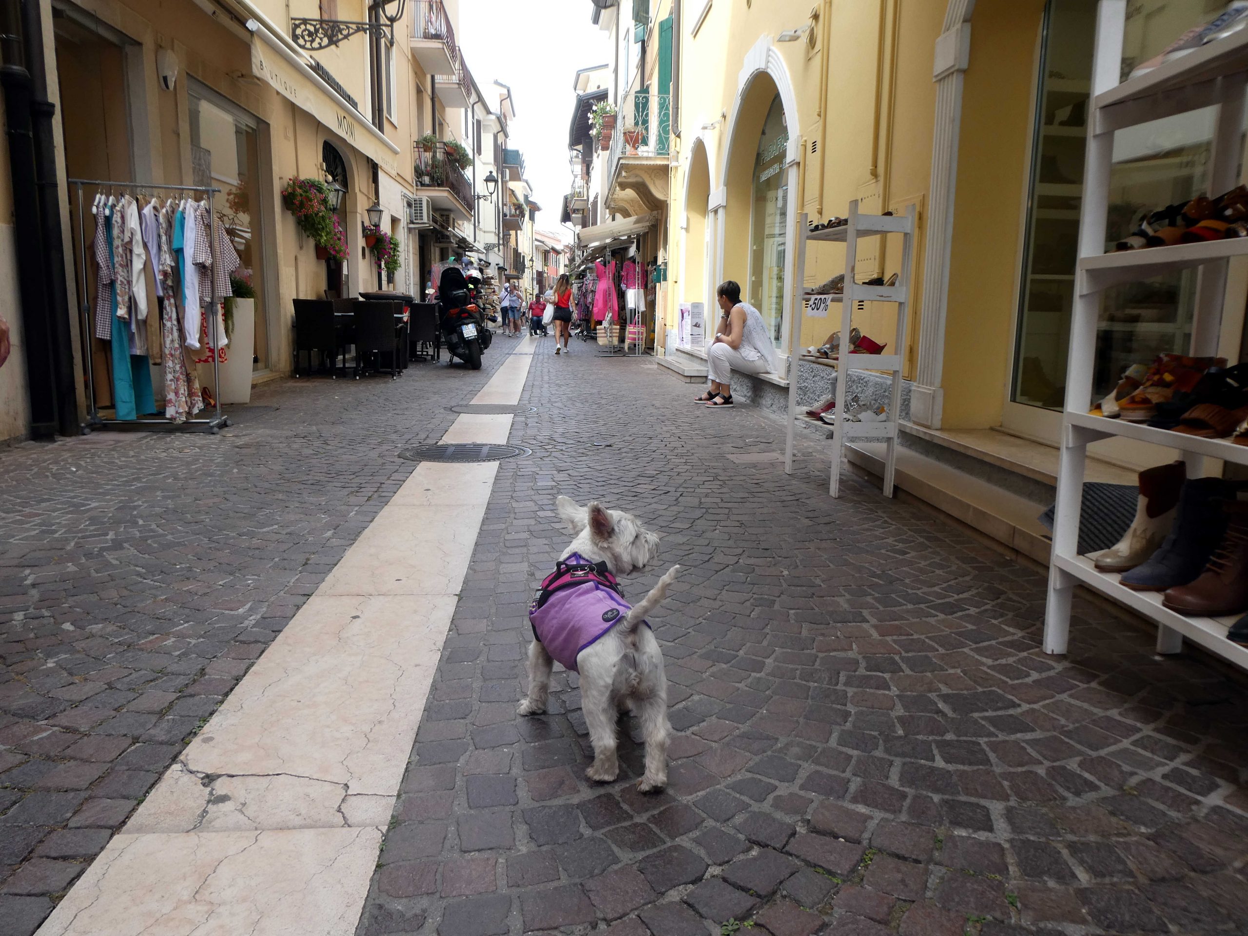 Poppy the westie explores the shops in Bardolino