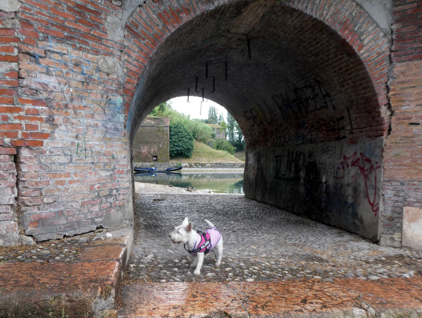 Poppy the westie exploring Porta Brescia