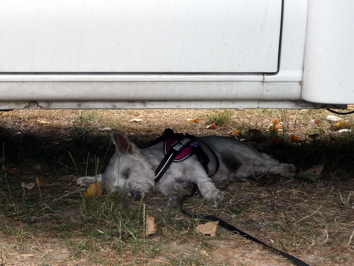 Poppy the westie finds shade at Peschiera