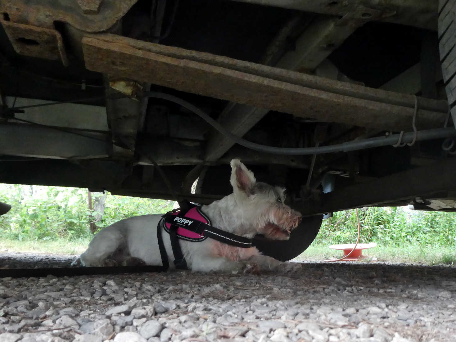 Poppy the westie finds shade in Vantone