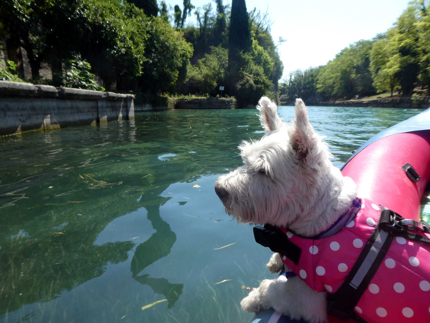 Poppy the westie floating round Pecherias Moat