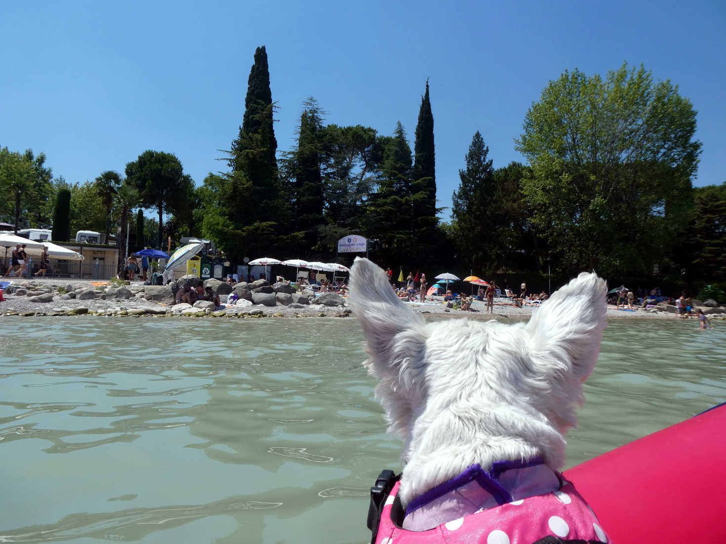 Poppy the westie going back to camp