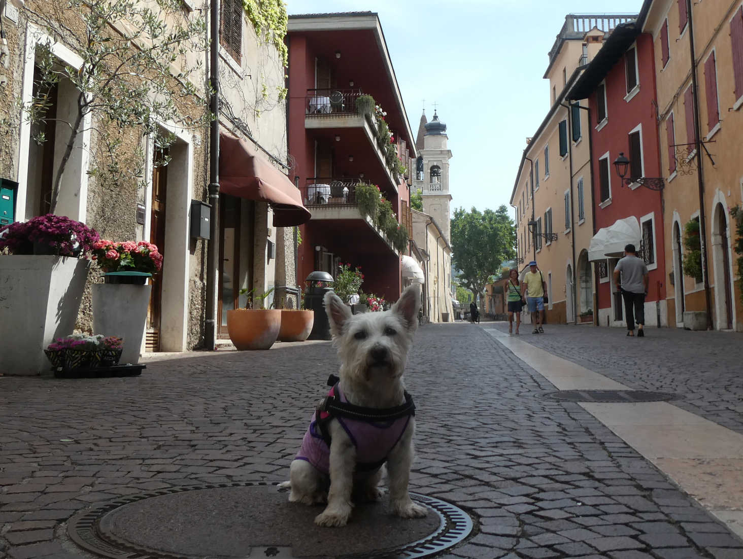 Poppy the westie has a sit down in Bardolino