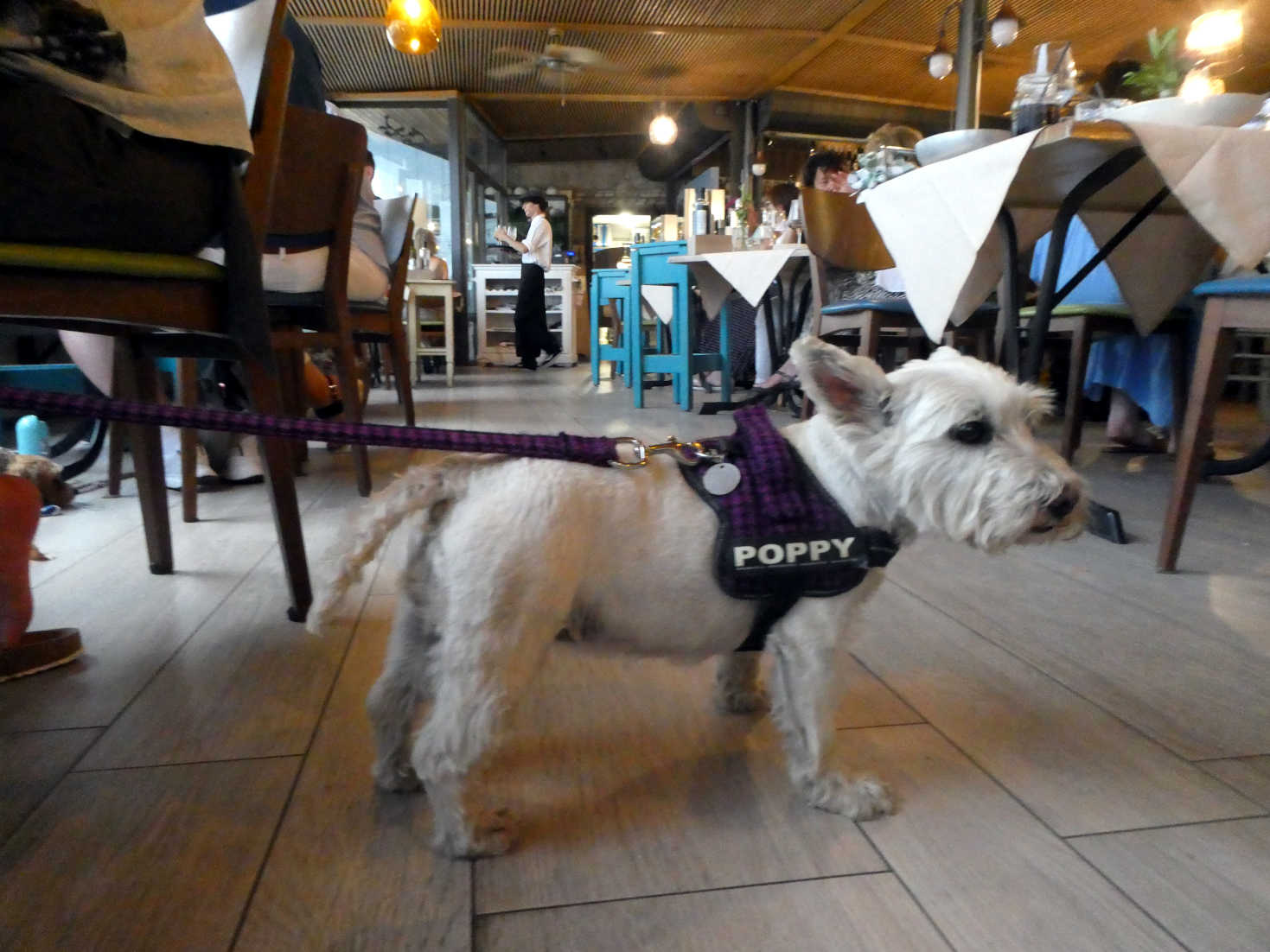 Poppy the westie in Vecchio Mulino Beach