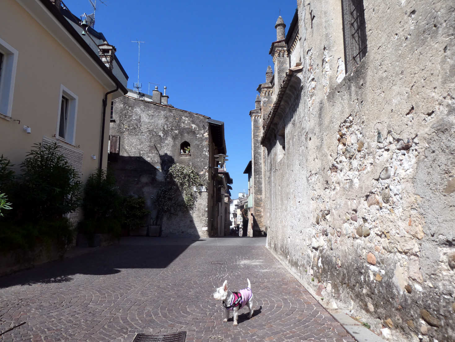 Poppy the westie in back streets of Sirmione