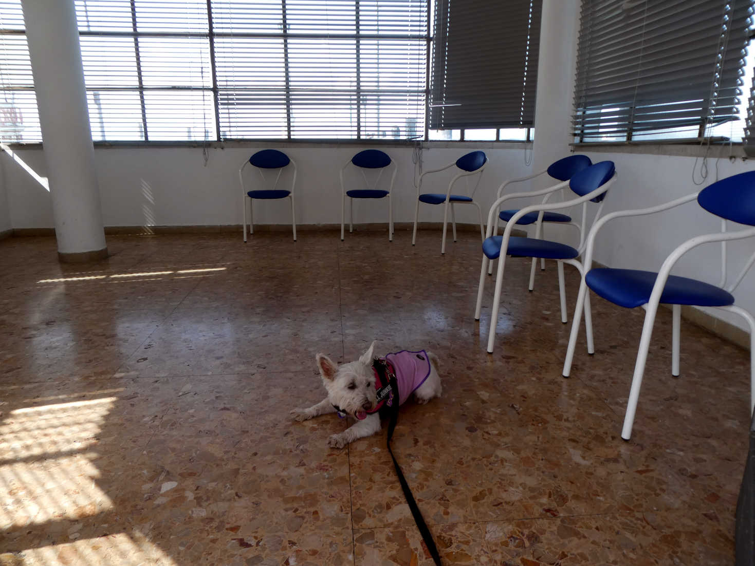 Poppy the westie in ferry waiting room Peschiera