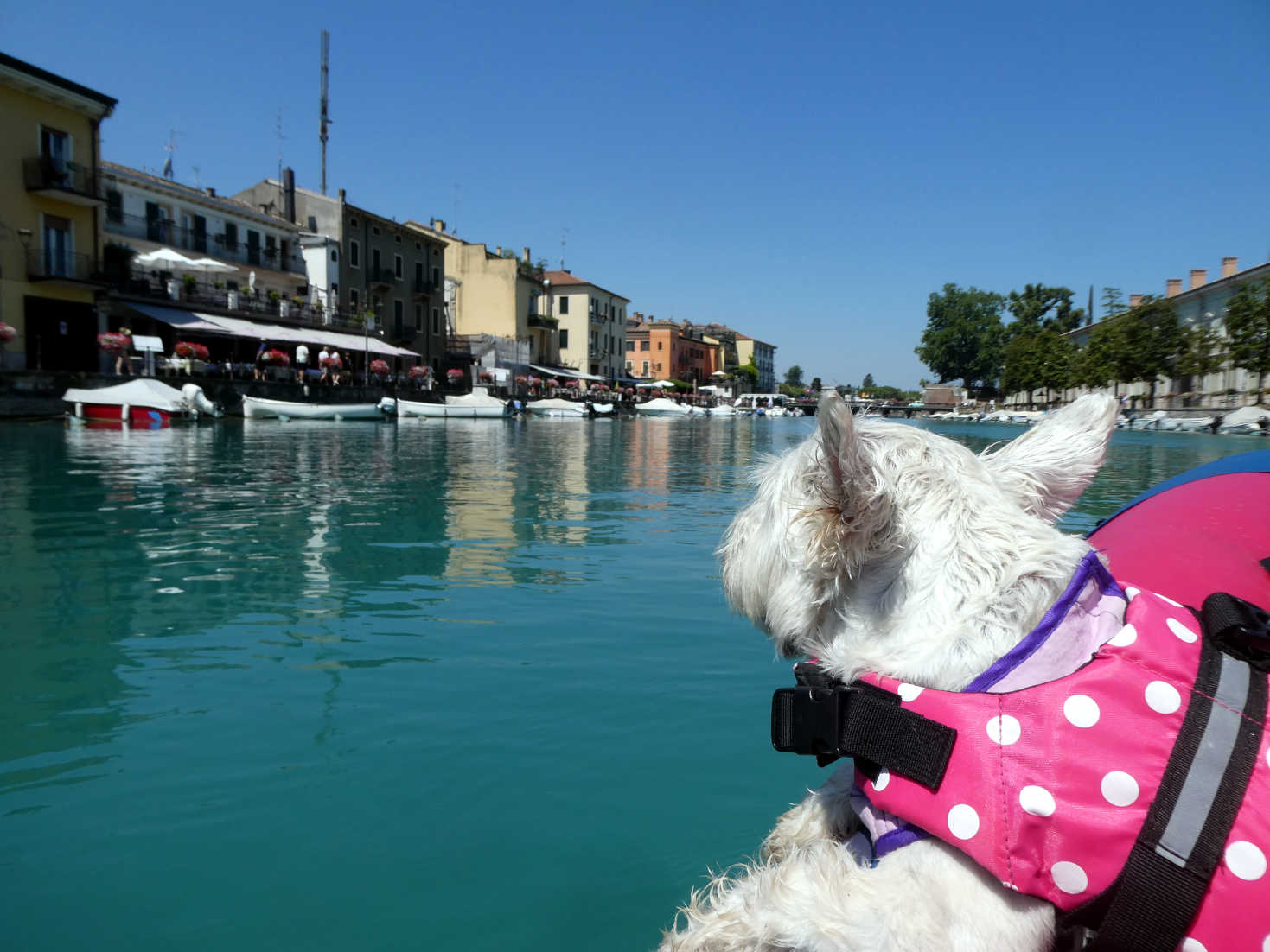 Poppy the westie looking at the bistros on Canal di Mezzo