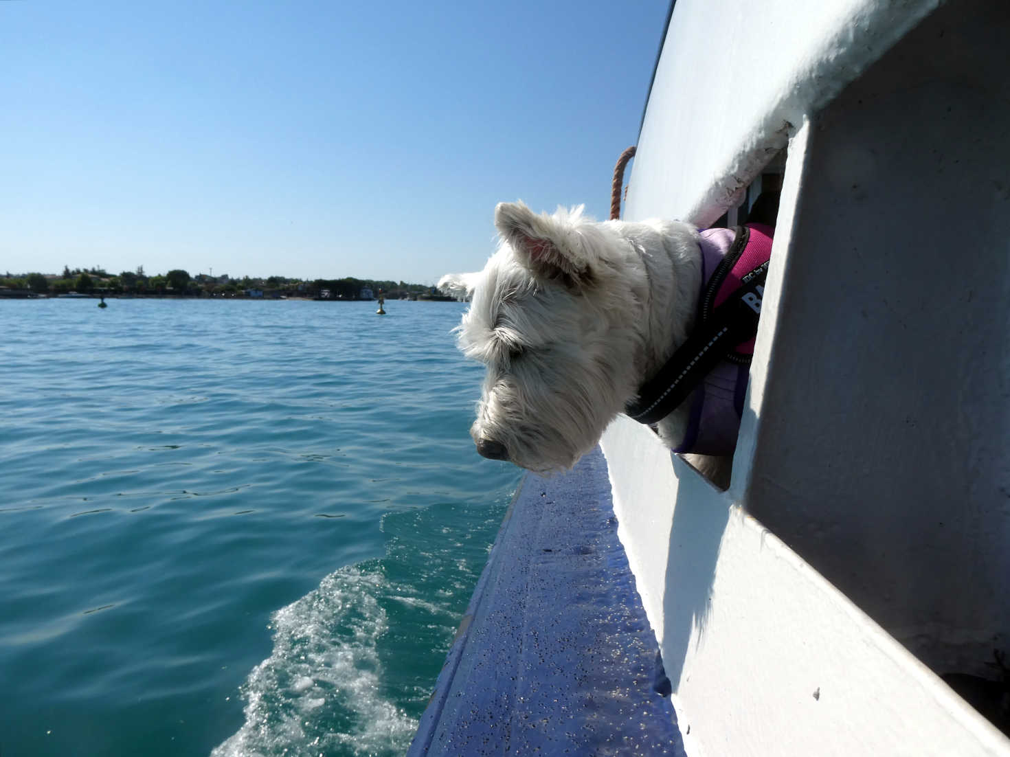 Poppy the westie looking out at Lake Garda