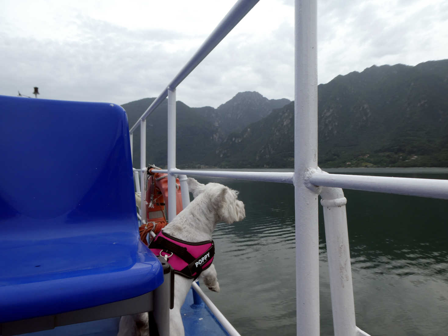 Poppy the westie on MV Idra