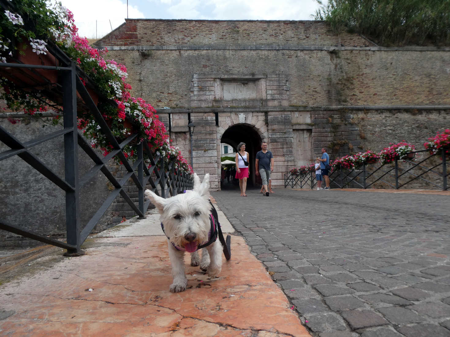 Poppy the westie on Ponte di Porta Brescia