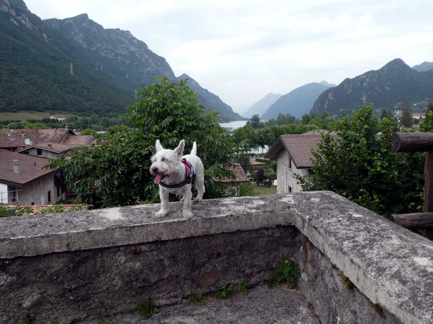 Poppy the westie on church wall Lemprato Lake Idro