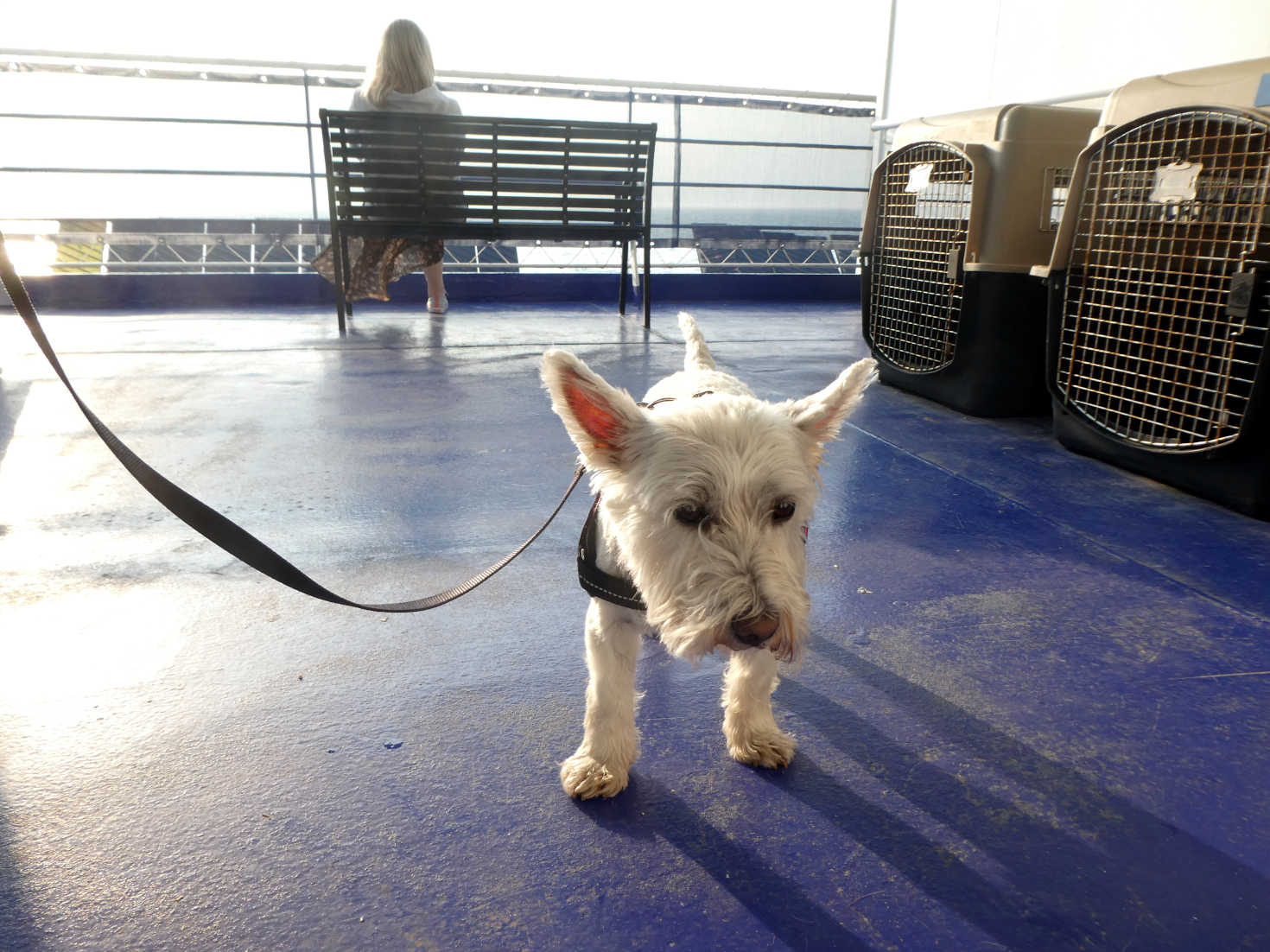 Poppy the westie on deck going to Amsterdam