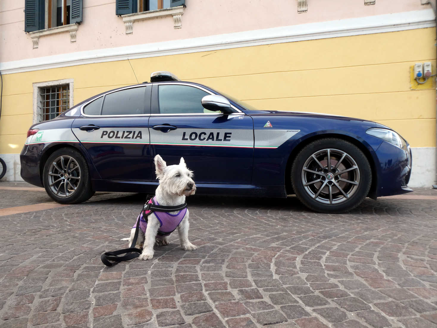 Poppy the westie on duty in Bardolino