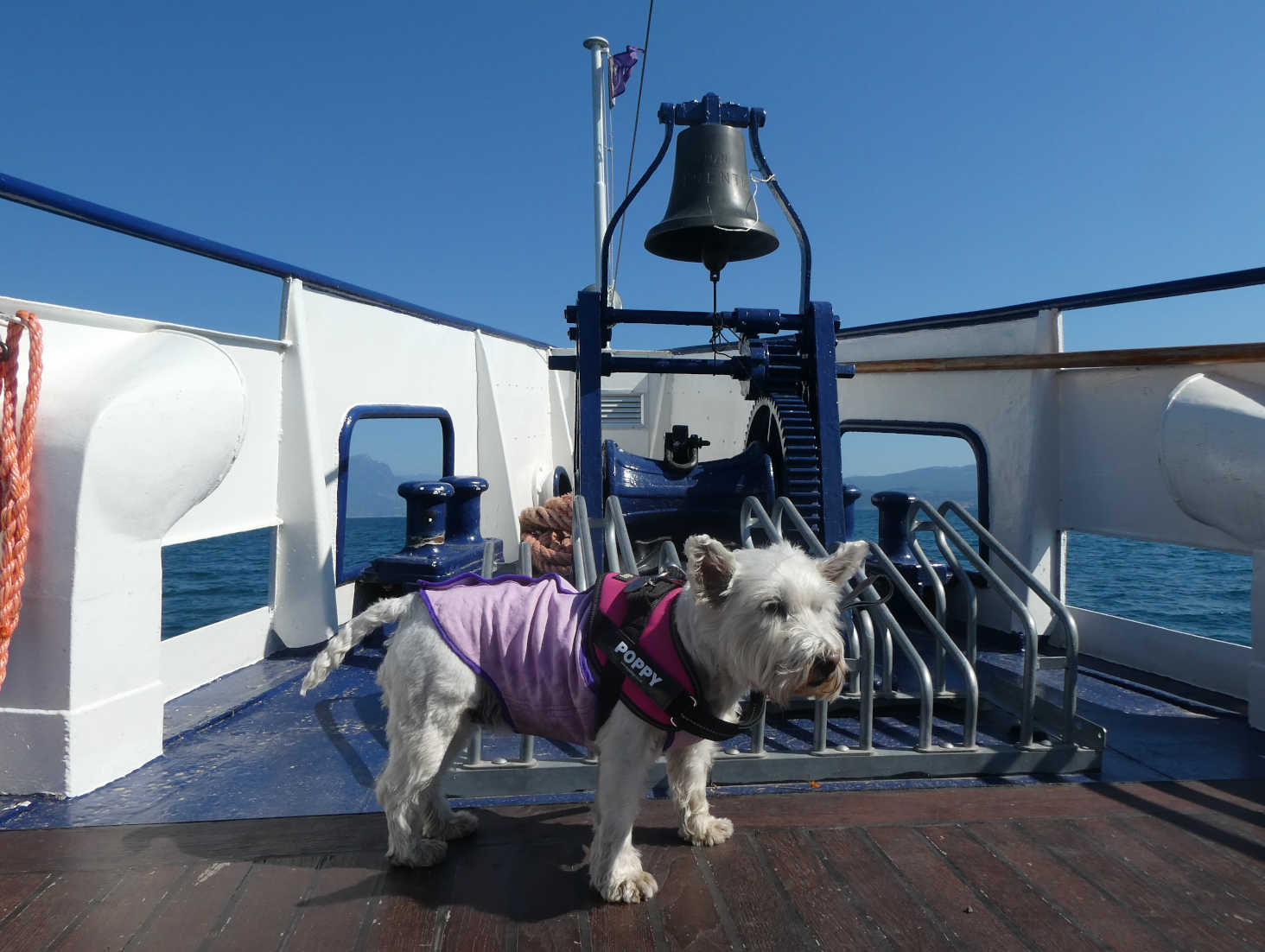 Poppy the westie on the M N Trento Lake Garda