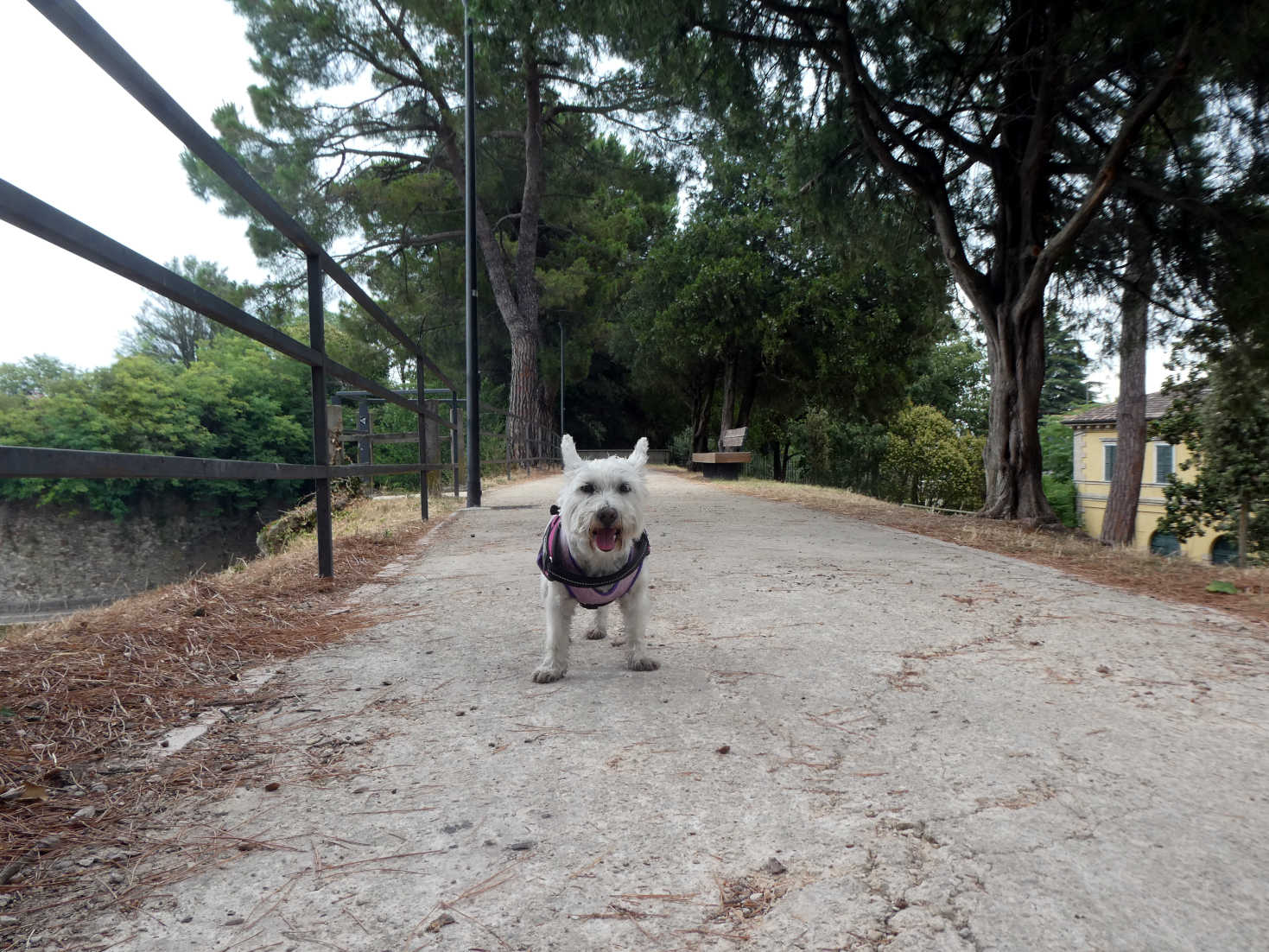 Poppy the westie on the castle walls at Peschieria