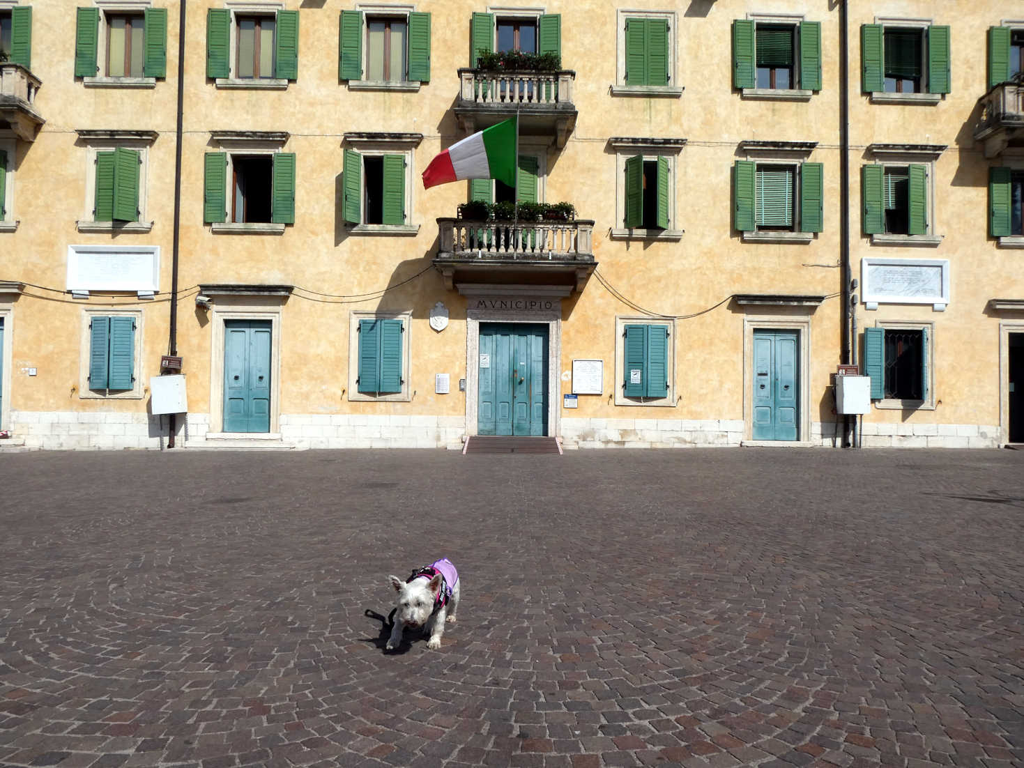 Poppy the westie outside city hall Peschiera