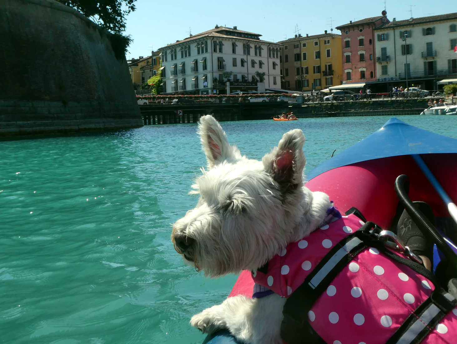 Poppy the westie paddling into Pecheria