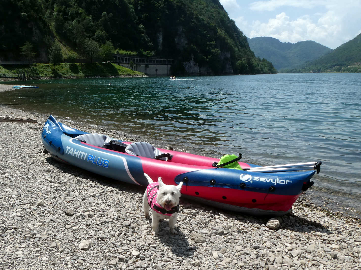 Poppy the westie ready for a paddle at lake Idro