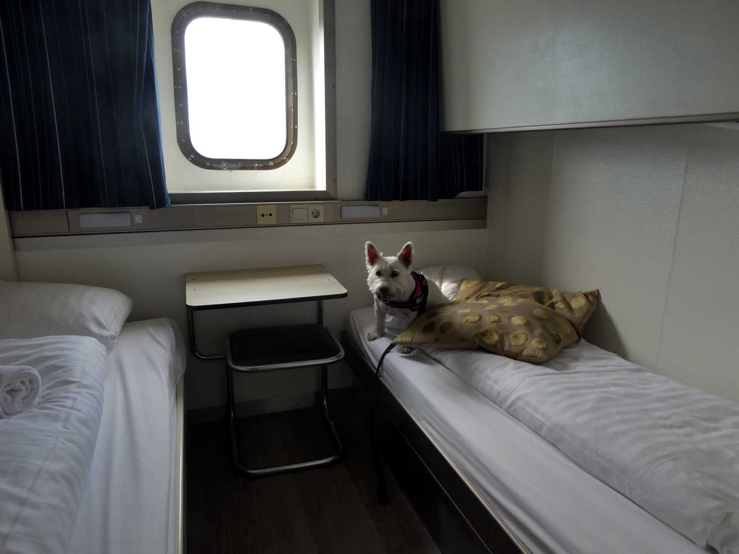 Poppy the westie settles in on ferry to Amsterdam 24th