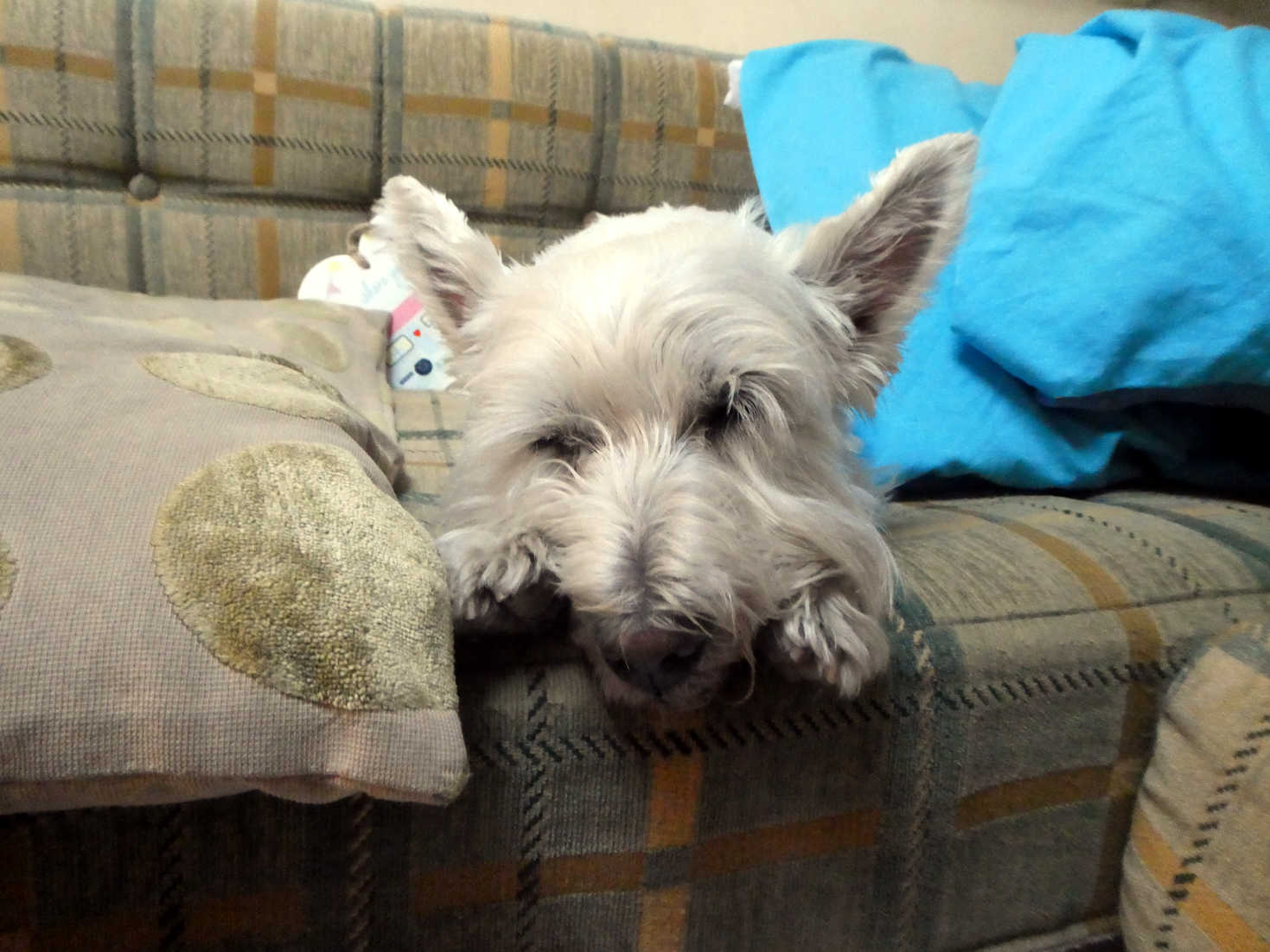 Poppy the westie sleeping in Betsy Peschiera