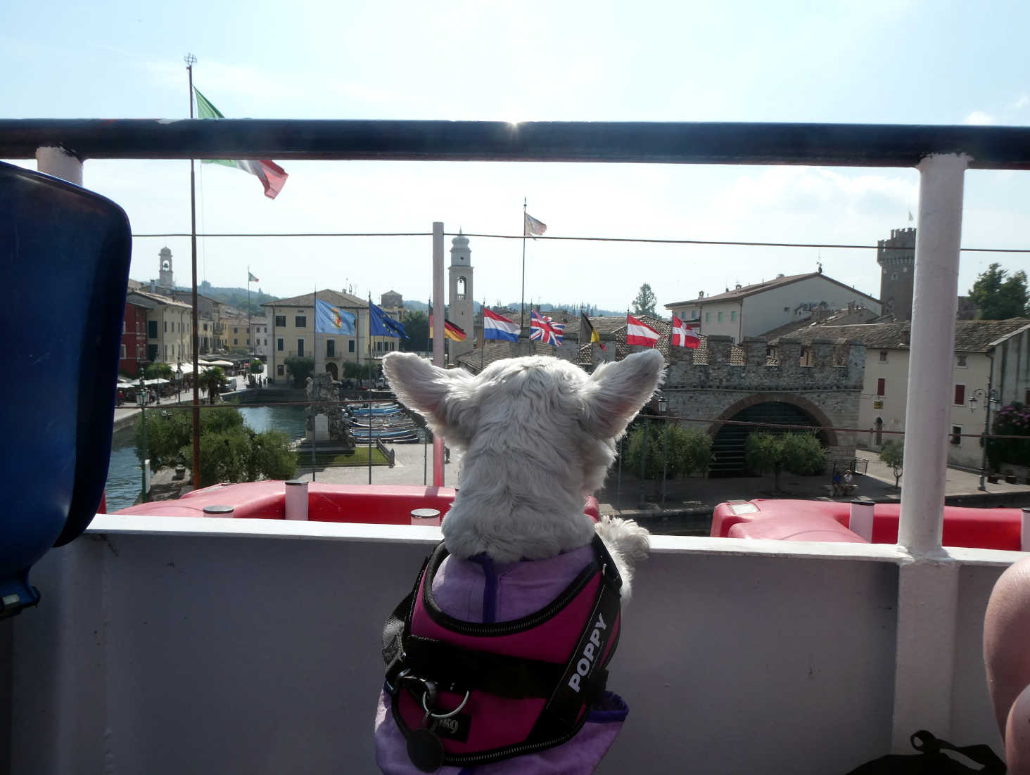 Poppy the westie takes in Lazise Lake Garda