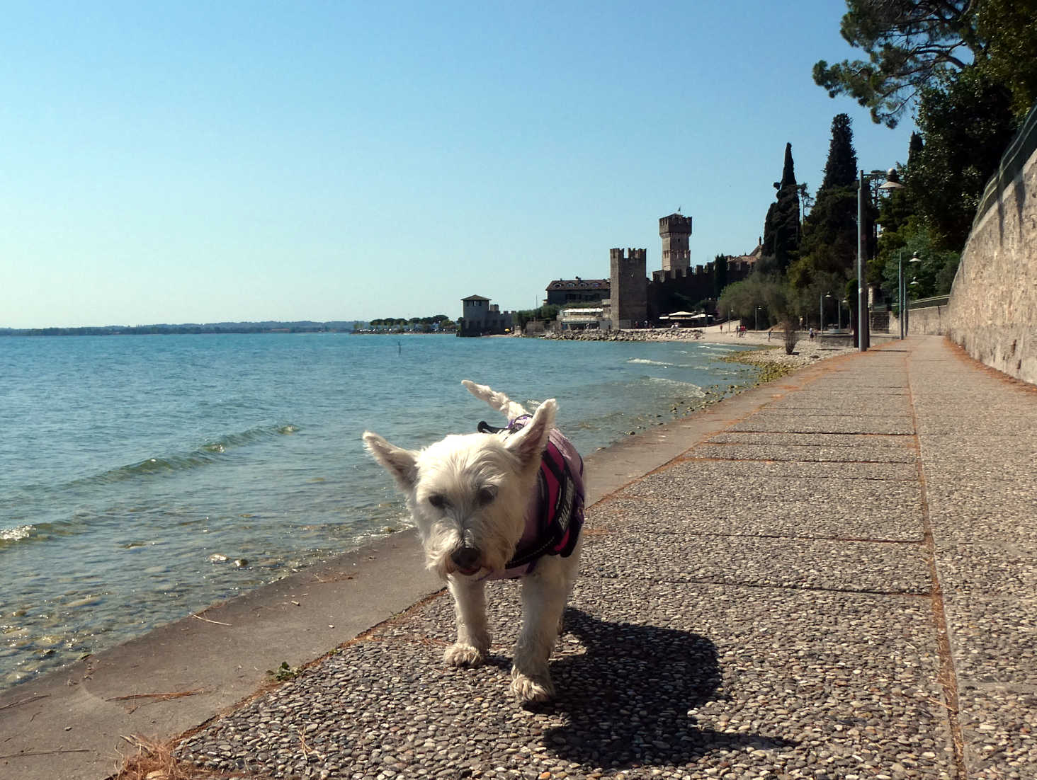 Poppy the westie walking round Sirmione