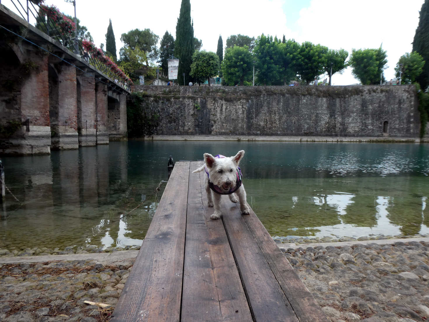 Poppy the westie walks the plank at porta brescia