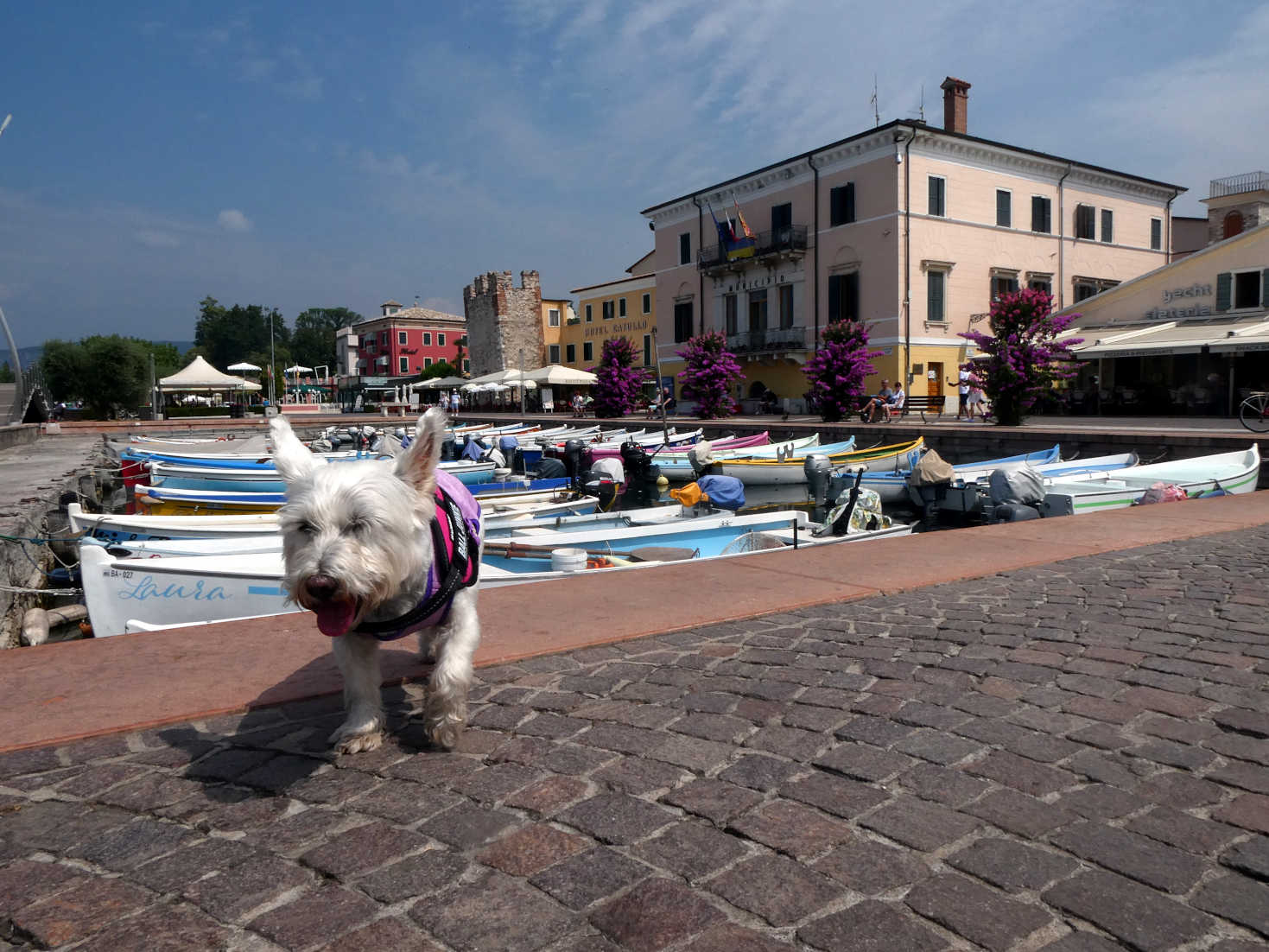 poppy the westie at the marina in Bardolino