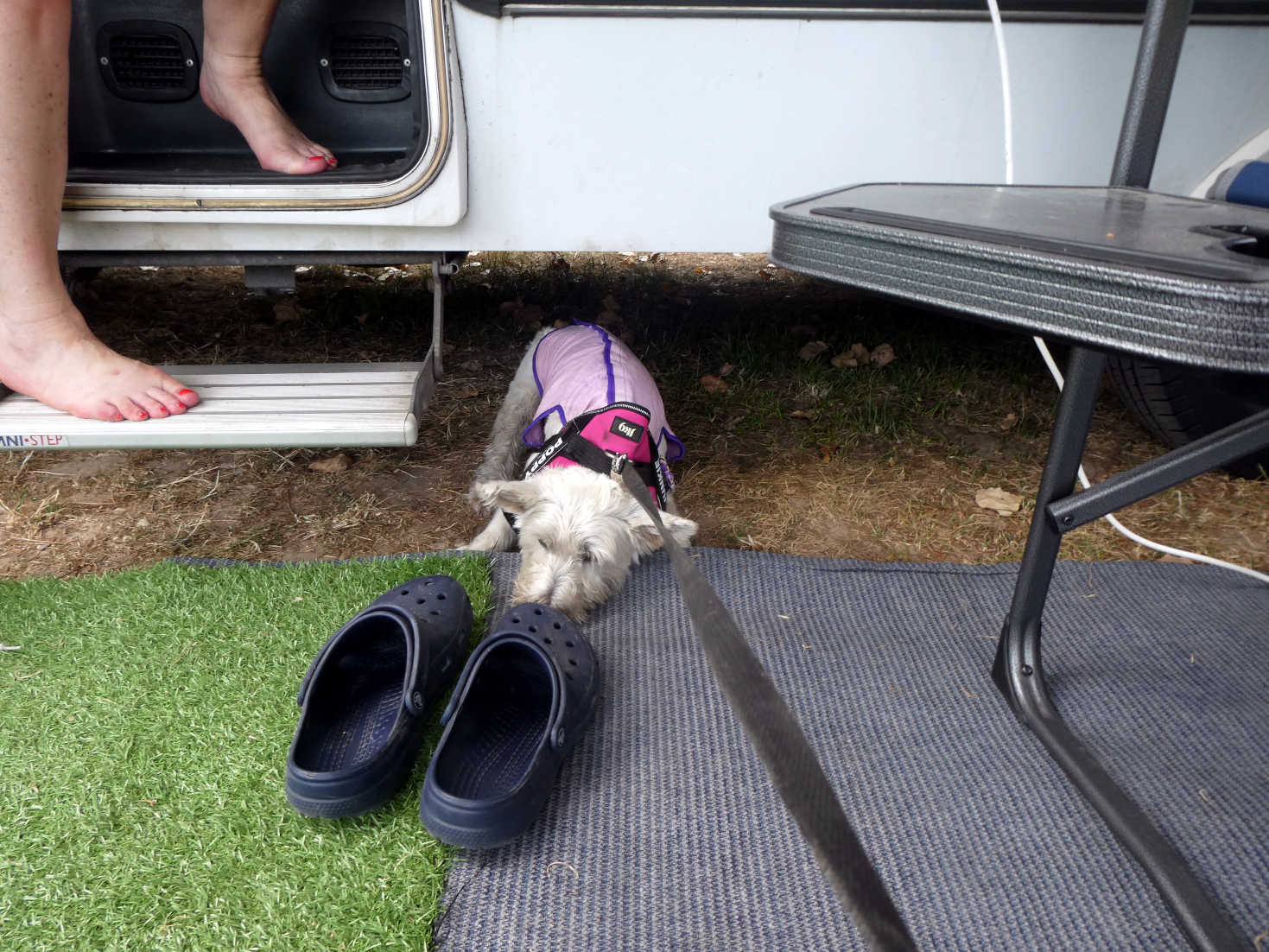 poppy the westie does not want to go out for dinner