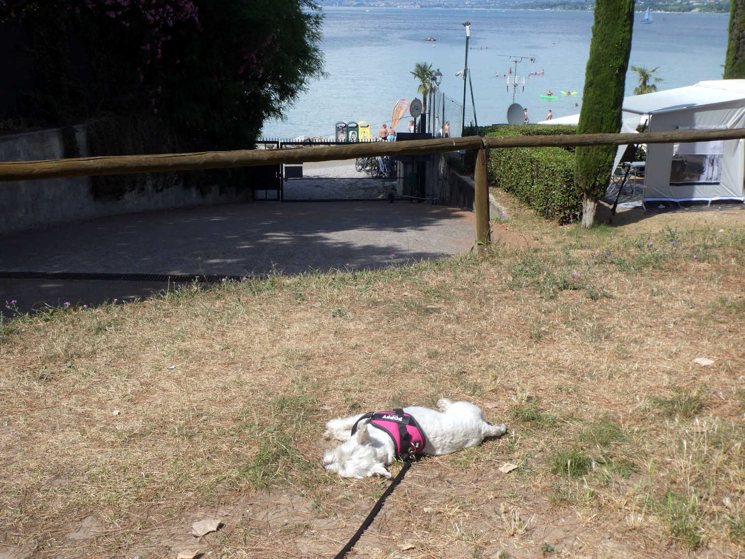 poppy the westie has snooze in the sun at Peschiera