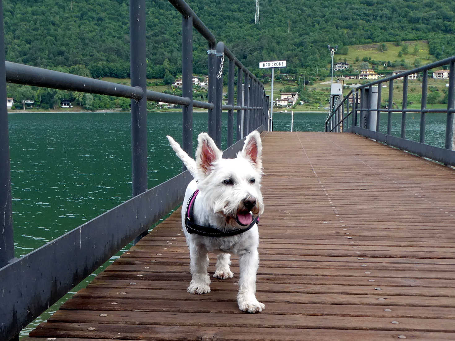 poppy the westie on crone pier lake idro