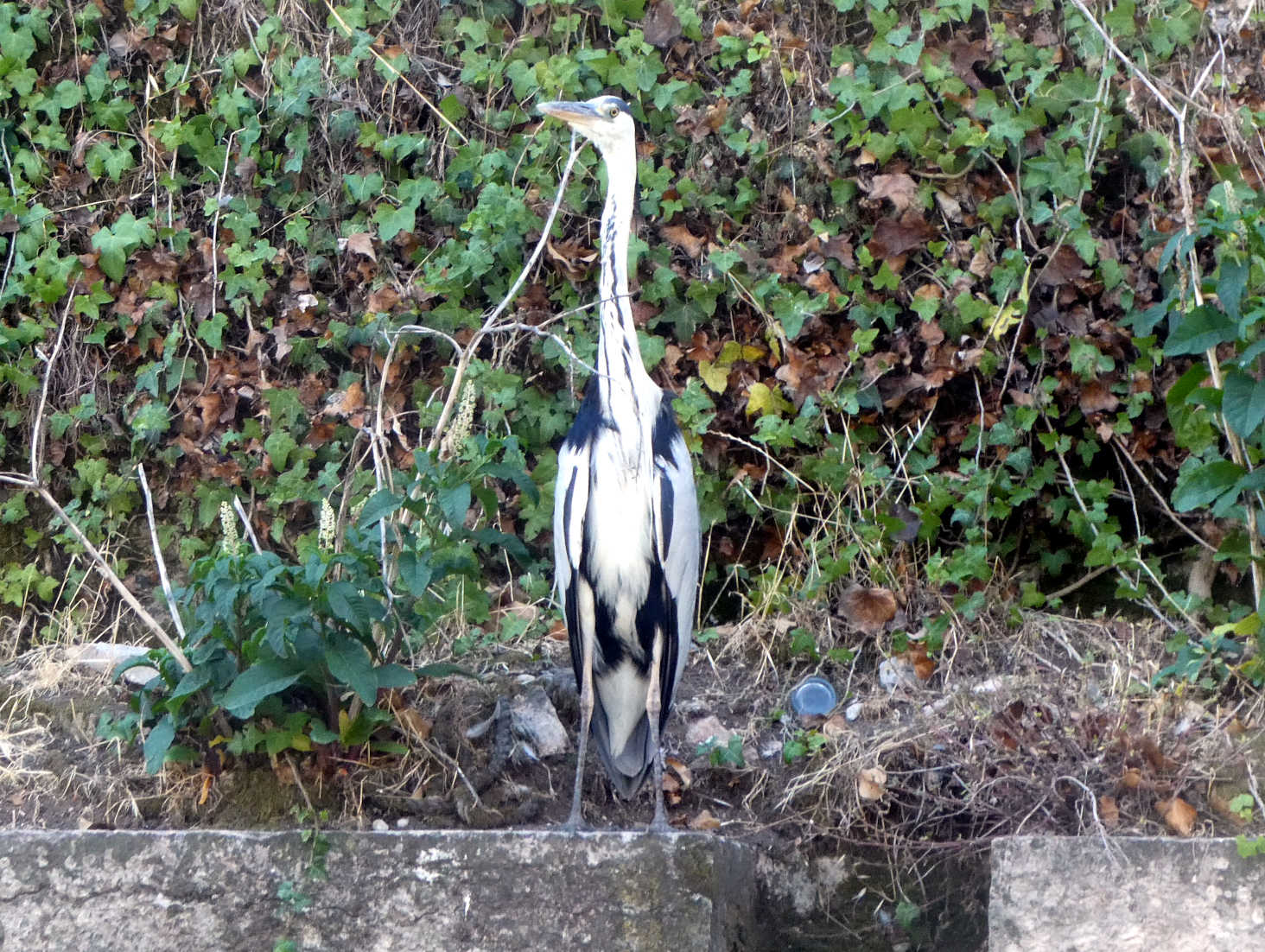 strange bird in Pecheria