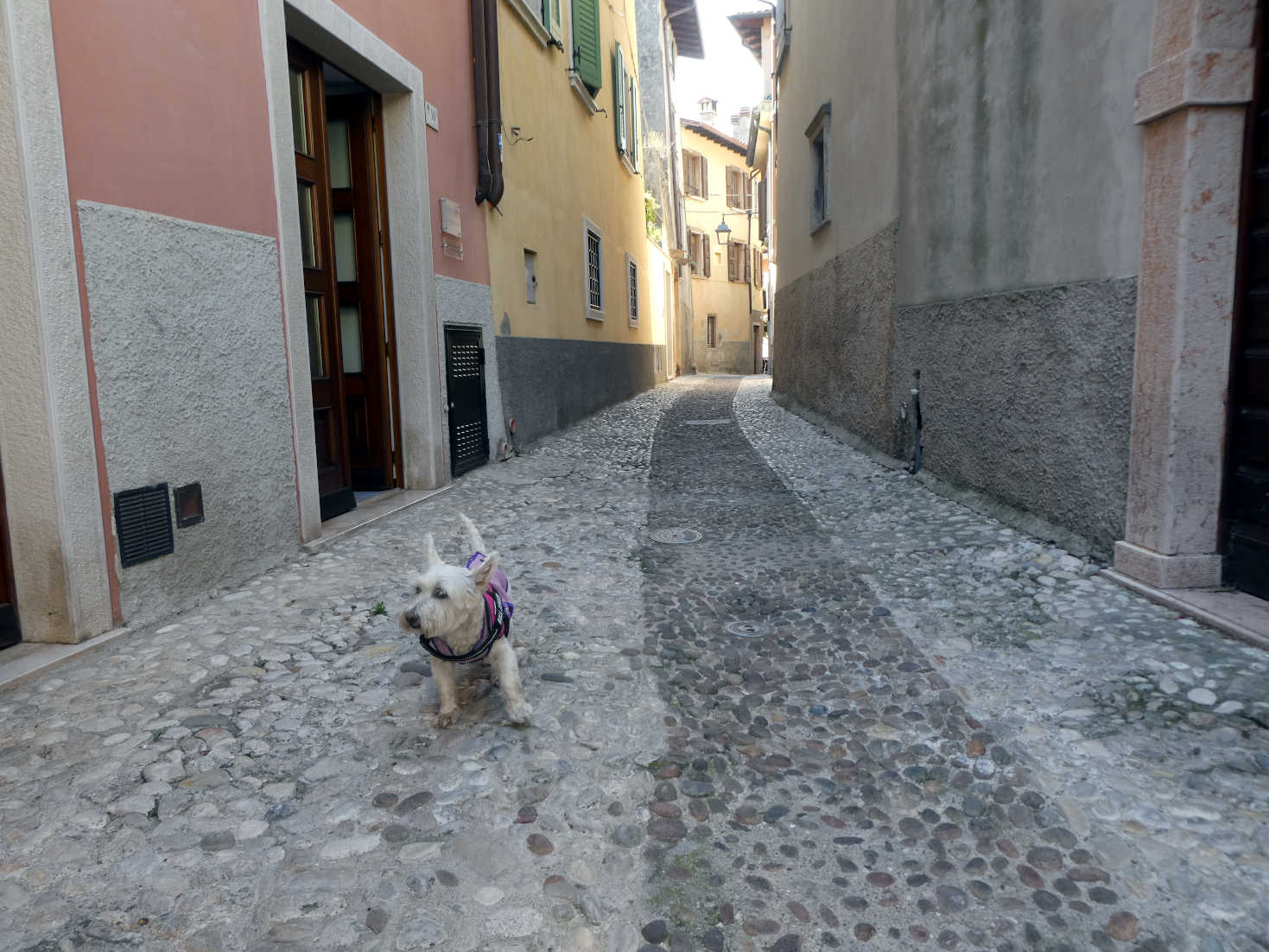 Poppy the Westie in back streets of Malcesine