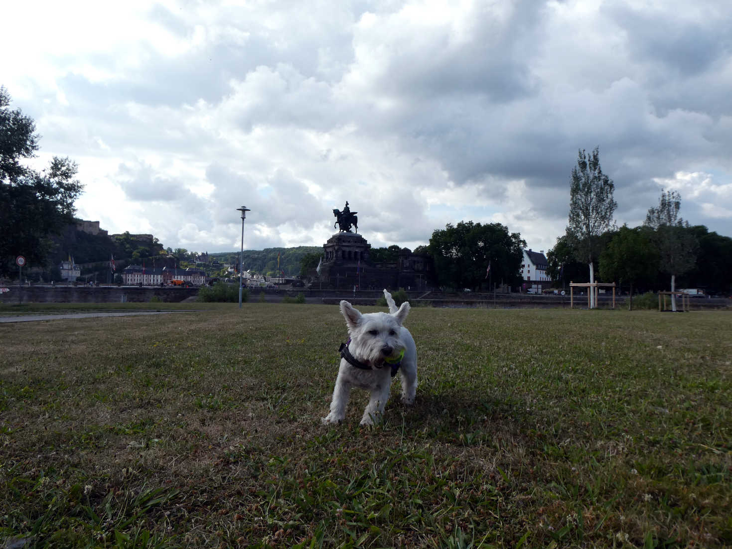 Poppy the Westie playing ball by the mossel in koblenz