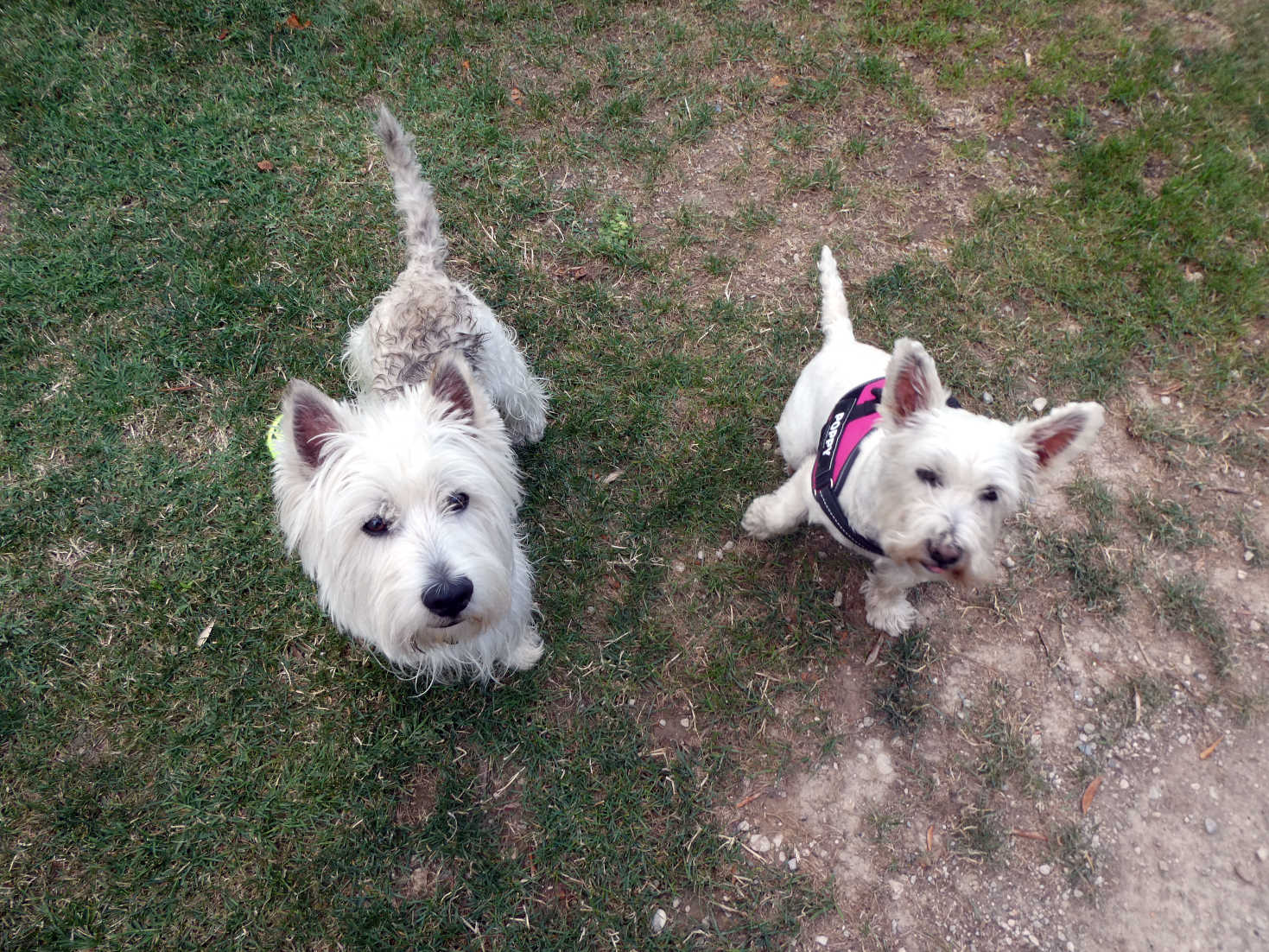 Poppy the westie and Sherman at campinig tonnini