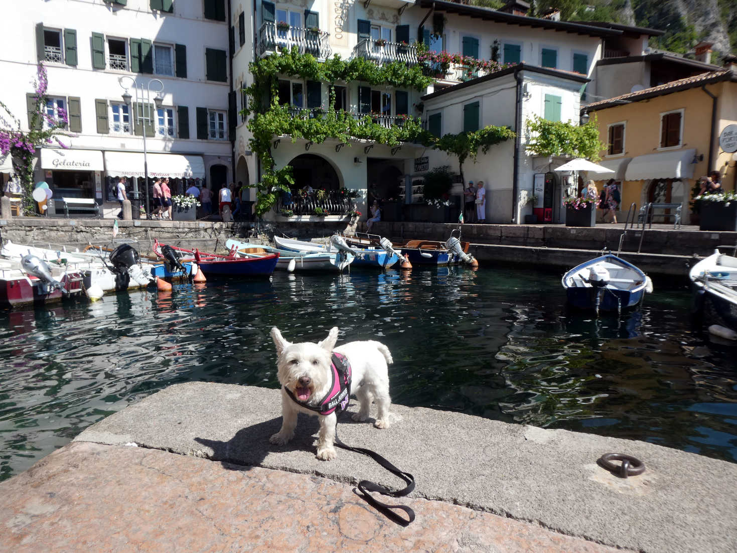 Poppy the westie at Porta Vecchio in Limone