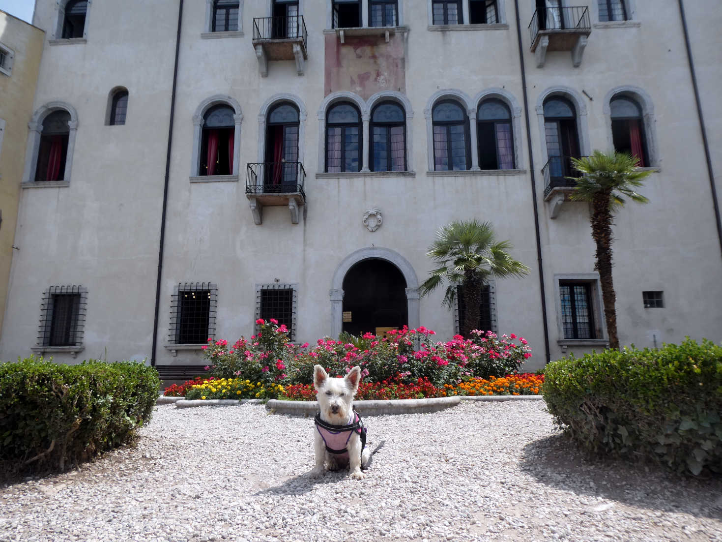 Poppy the westie at the Palazzo dei Capitani Malcesine