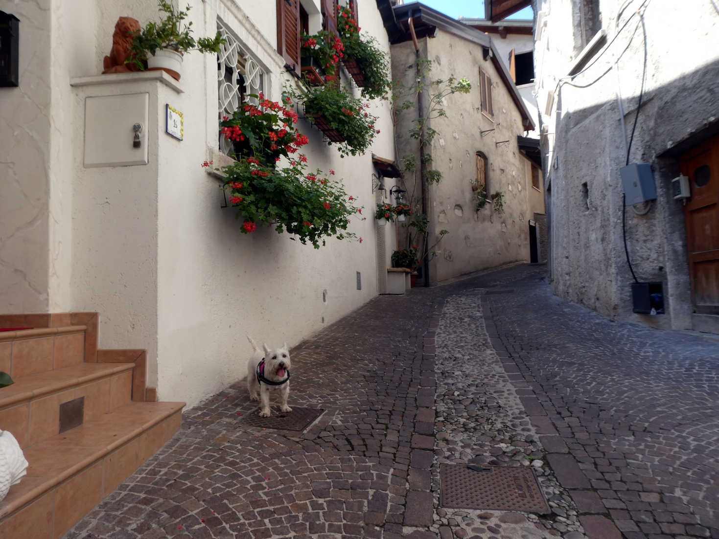 Poppy the westie explores Limone