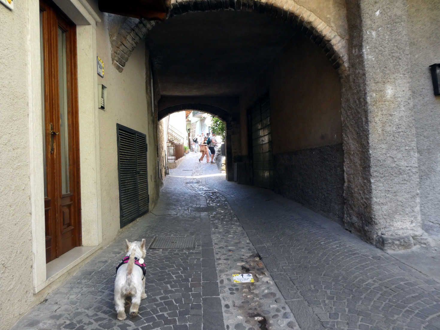 Poppy the westie in Limone