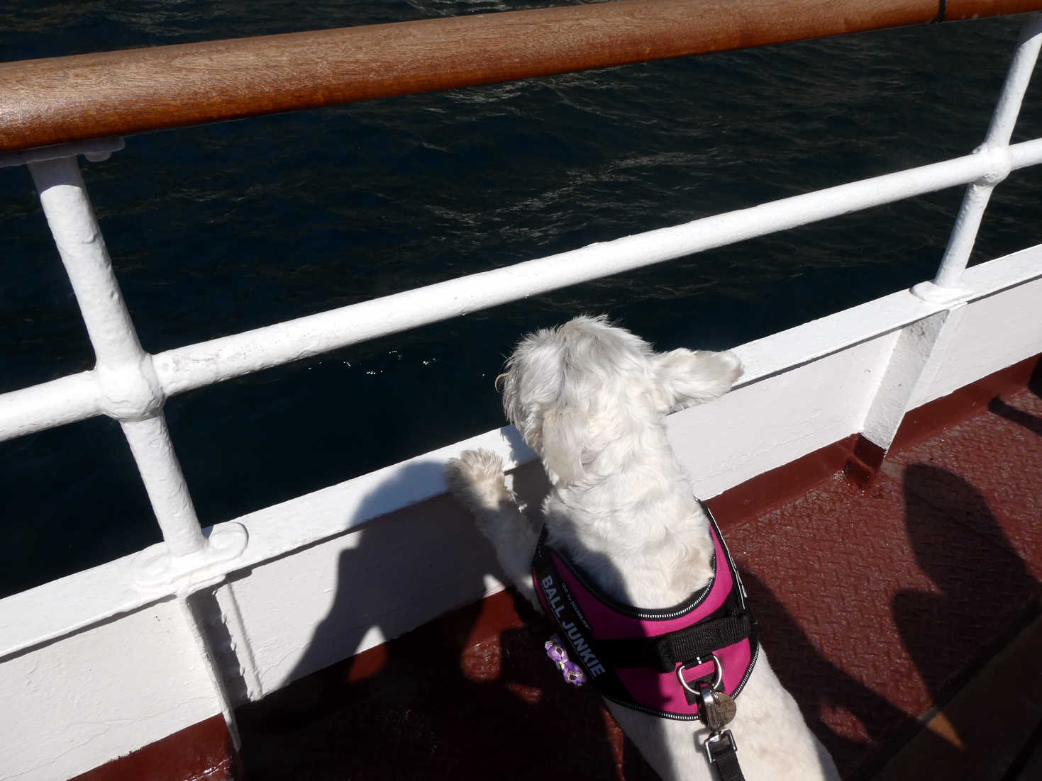 Poppy the westie looking at Limone on the Italia