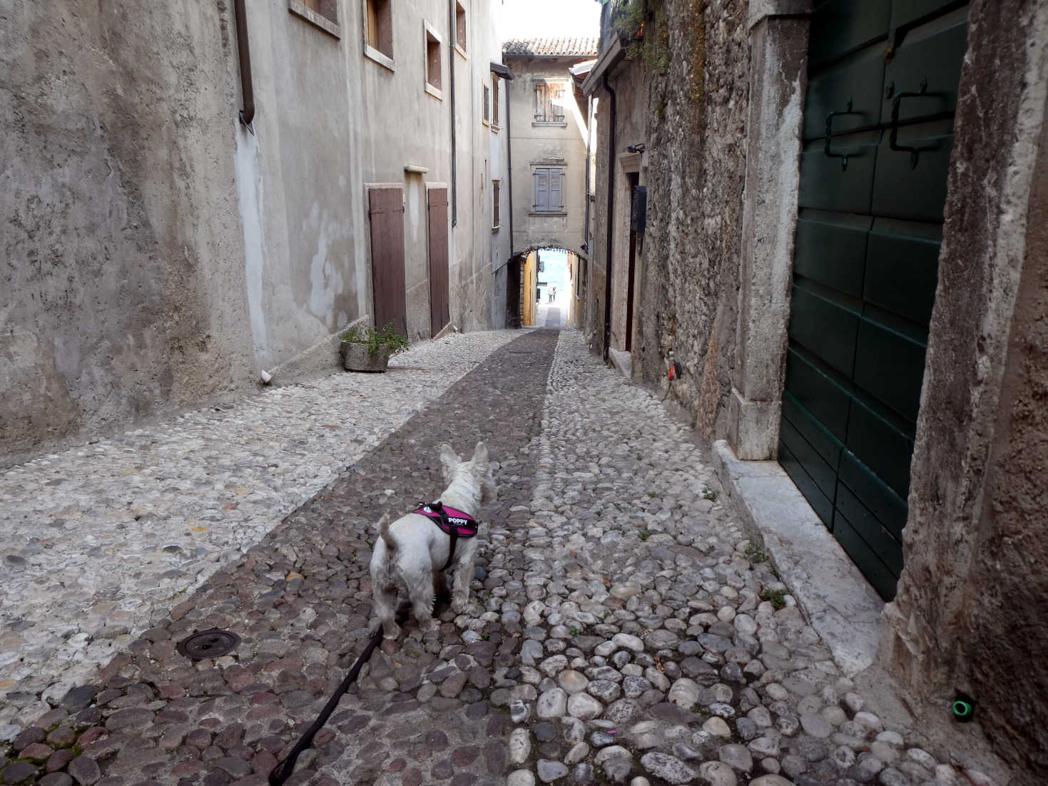 Poppy the westie looks for the pier in Malcesine