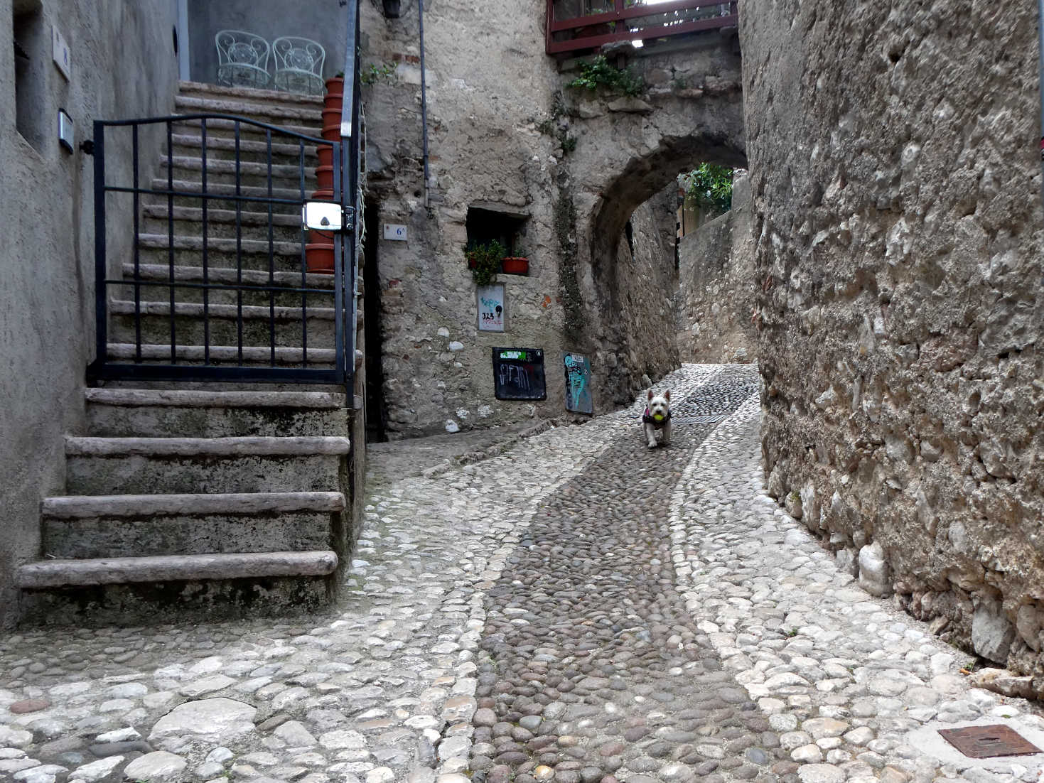 Poppy the westie plays ball in Malcesine