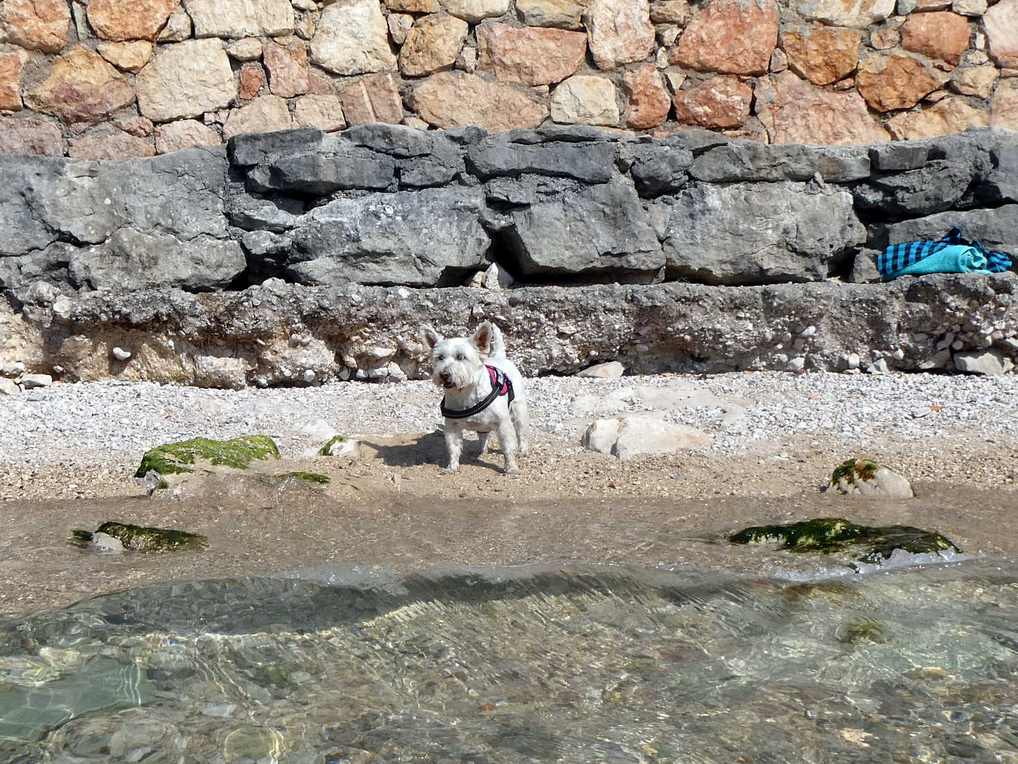 Poppy the westie telling us to get out of Lake Garda