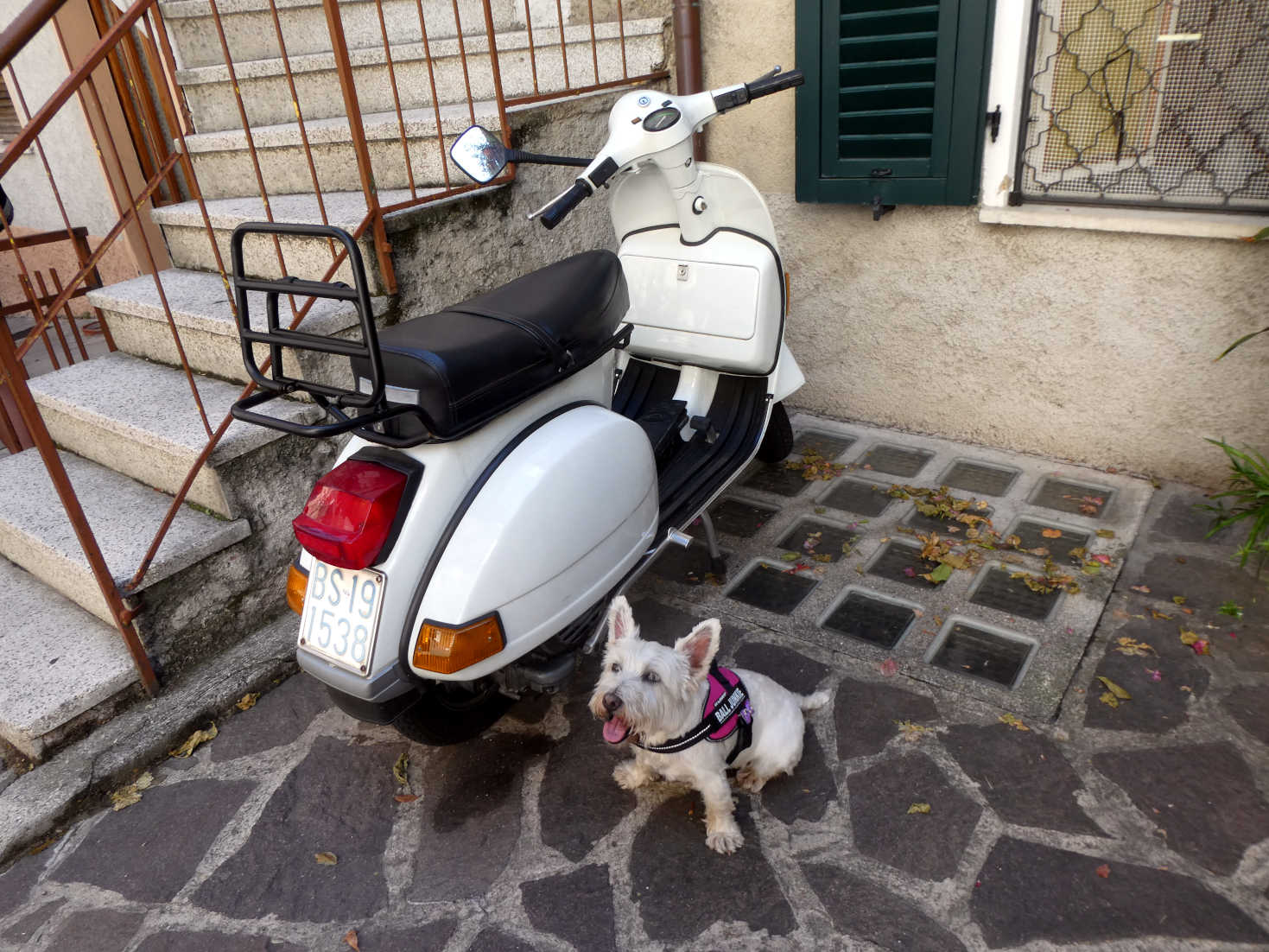 poppy the westie and a px in limone
