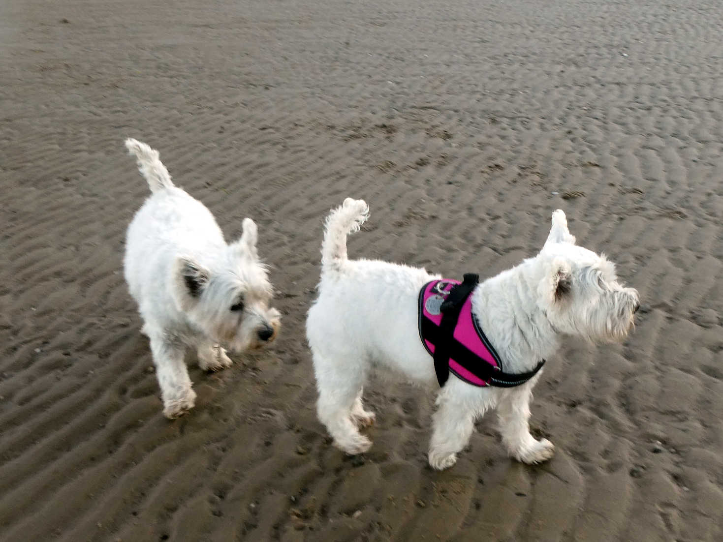 poppy the westie and cousin rory on caradale beach