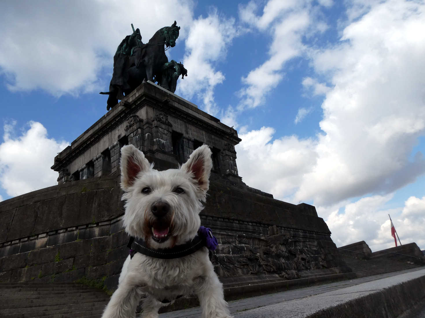 poppy the westie and the old king koblenz