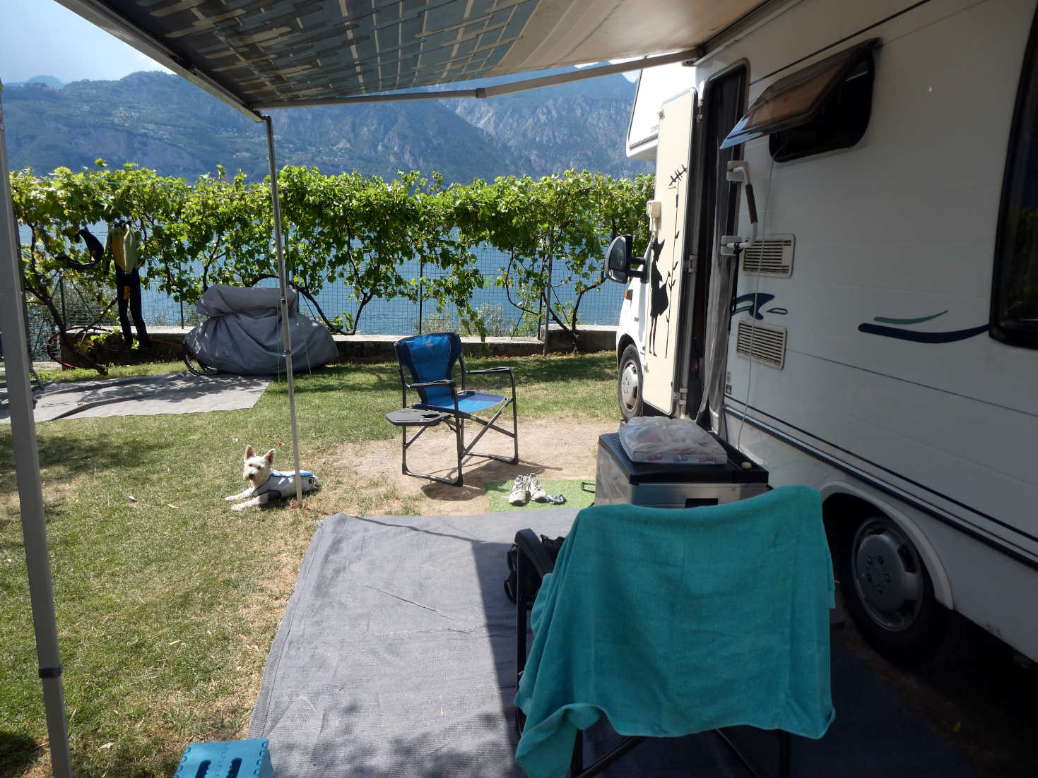 poppy the westie at base camping tonnino Malcesine